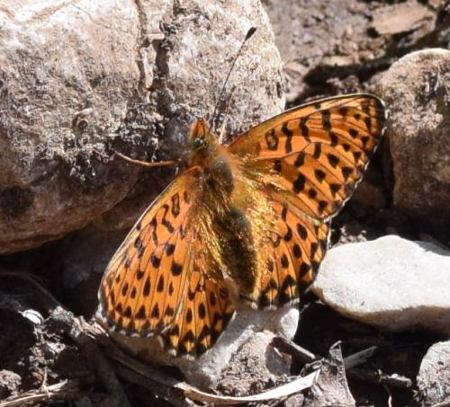 Boloria euphrosyne